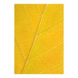Autumn Leaf (Print Only) thumbnail