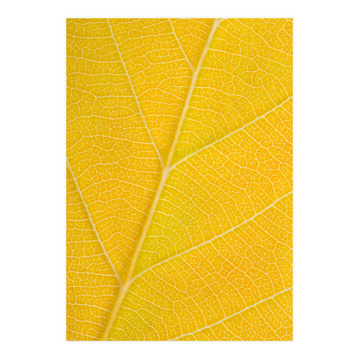 Autumn Leaf (Print Only)