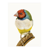 Cc Birds 06 (Print Only) thumbnail