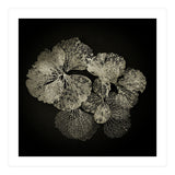 Hydrangea Petals  (Print Only) thumbnail