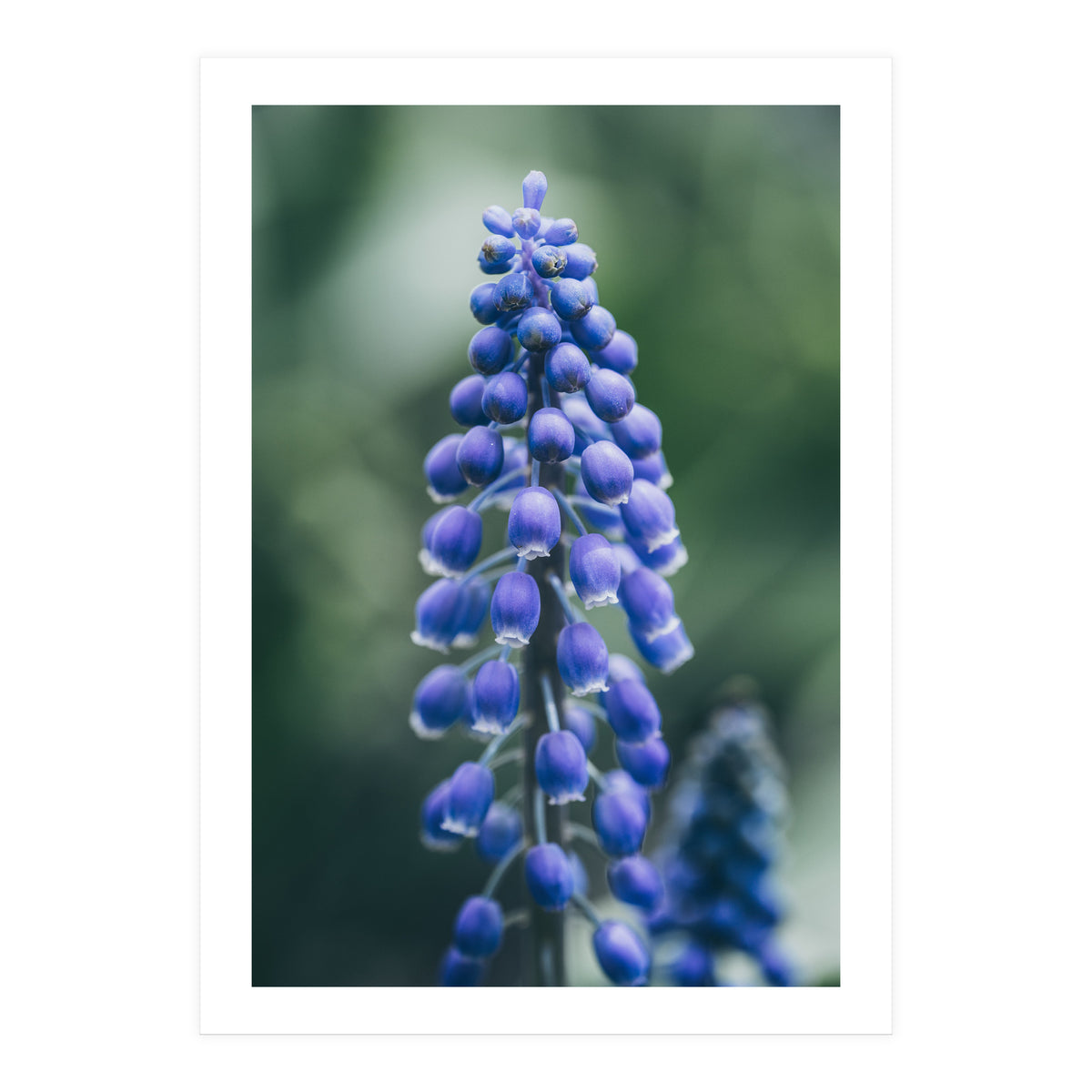 Blue Bells (Print Only)
