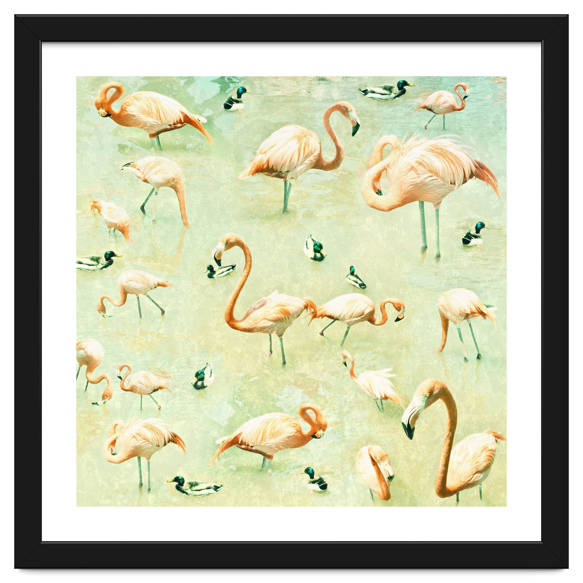 Flamingos