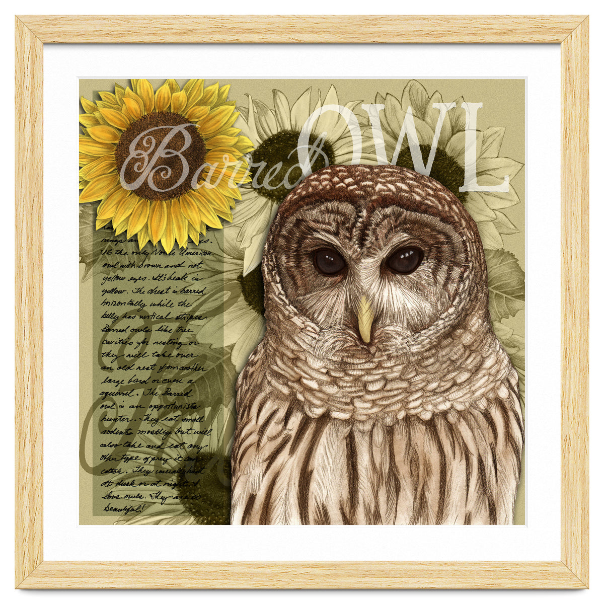 Sunflowers and Barred Owl