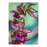 Orchidee Flower (Print Only) thumbnail