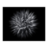 Backyard Flowers In Black And White 20 Flow Version (Print Only) thumbnail