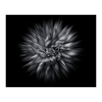 Backyard Flowers In Black And White 20 Flow Version (Print Only)