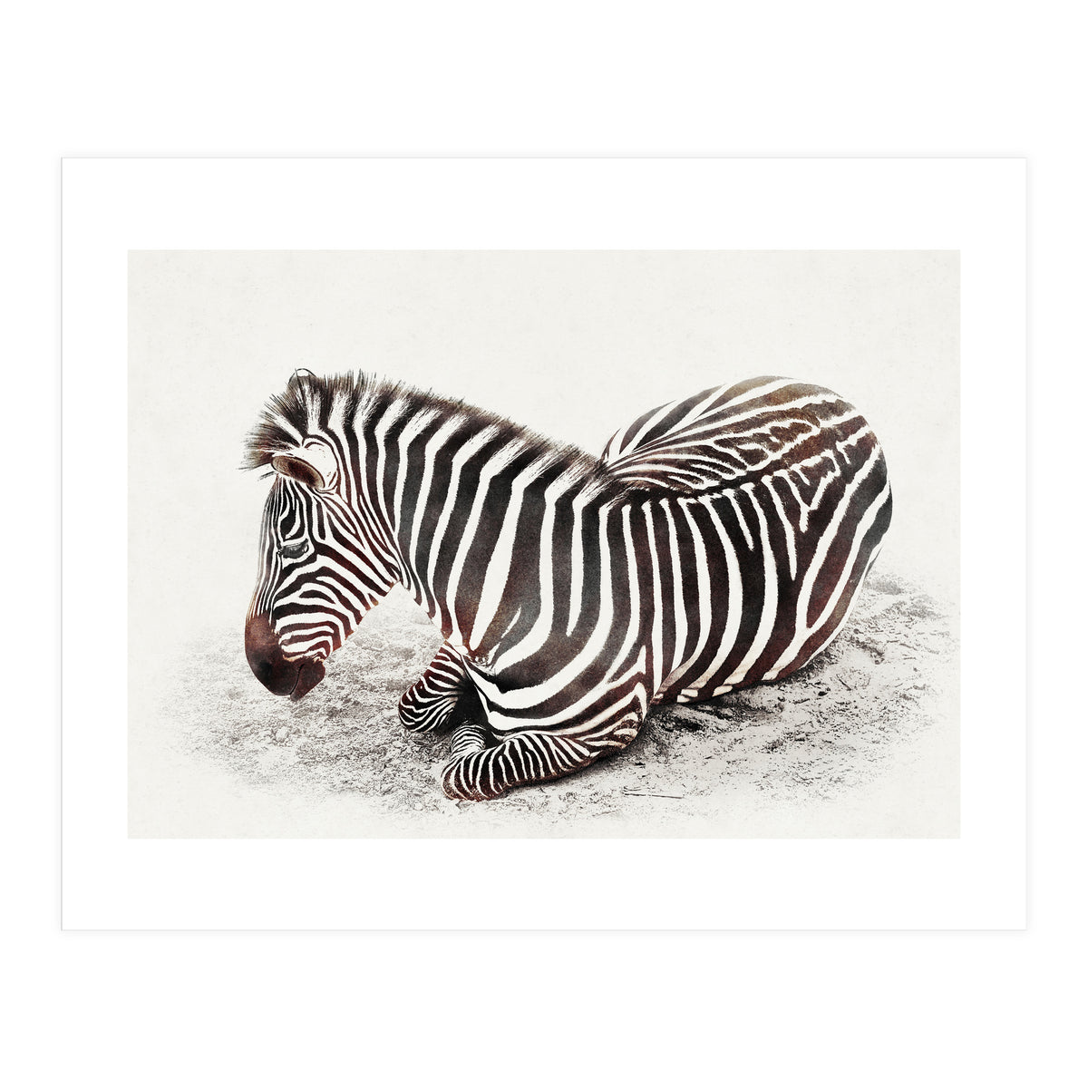 Zebra (Print Only)