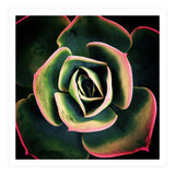 DARKSIDE OF SUCCULENTS XV (Print Only) thumbnail