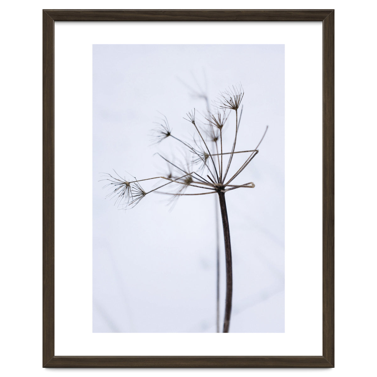 Wildflower in Winter