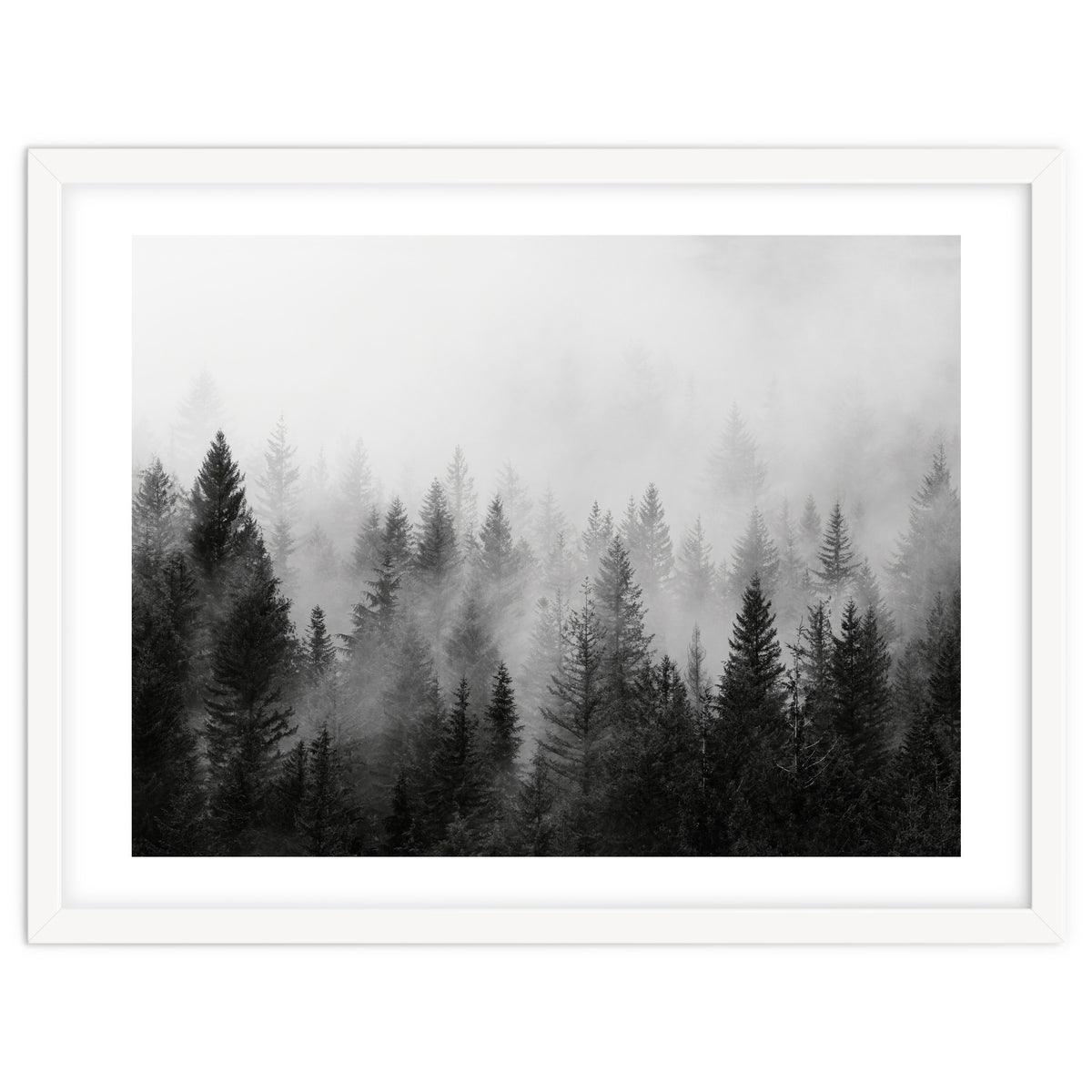 Black and White Forest
