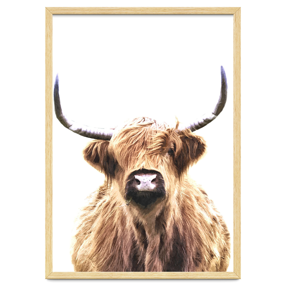 Highland Cow Portrait