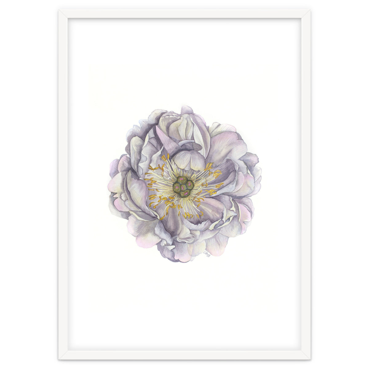 A Peony In Grey Std