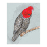 Gang gang cockatoo (Print Only) thumbnail
