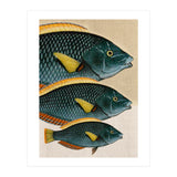 Fish Classic Designs 10 (Print Only) thumbnail