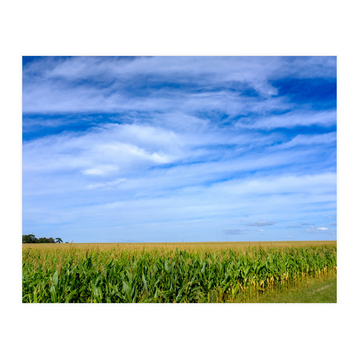 Illinois Cornfield (Print Only)