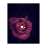 Red Sparkling Rose (Print Only) thumbnail