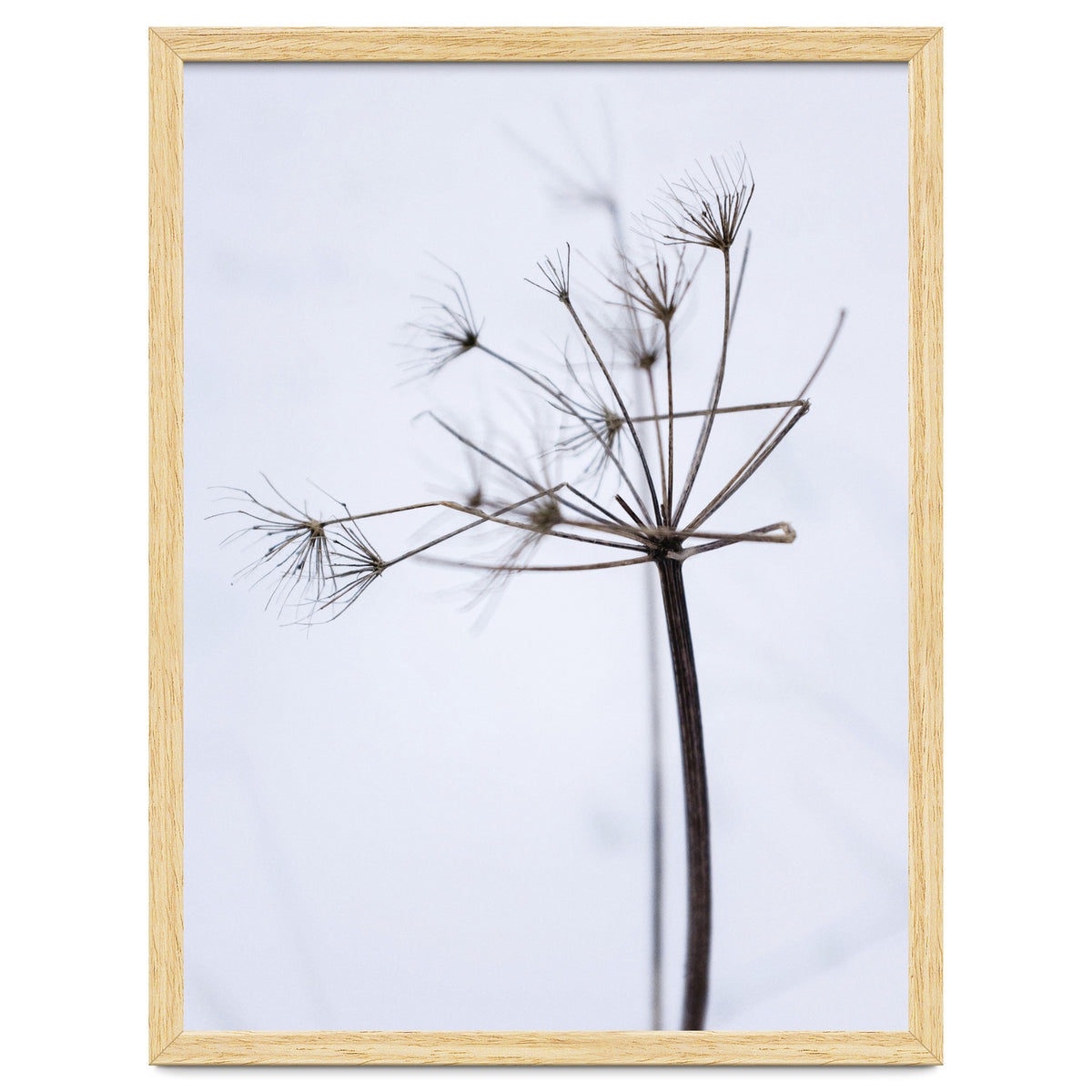 Wildflower in Winter