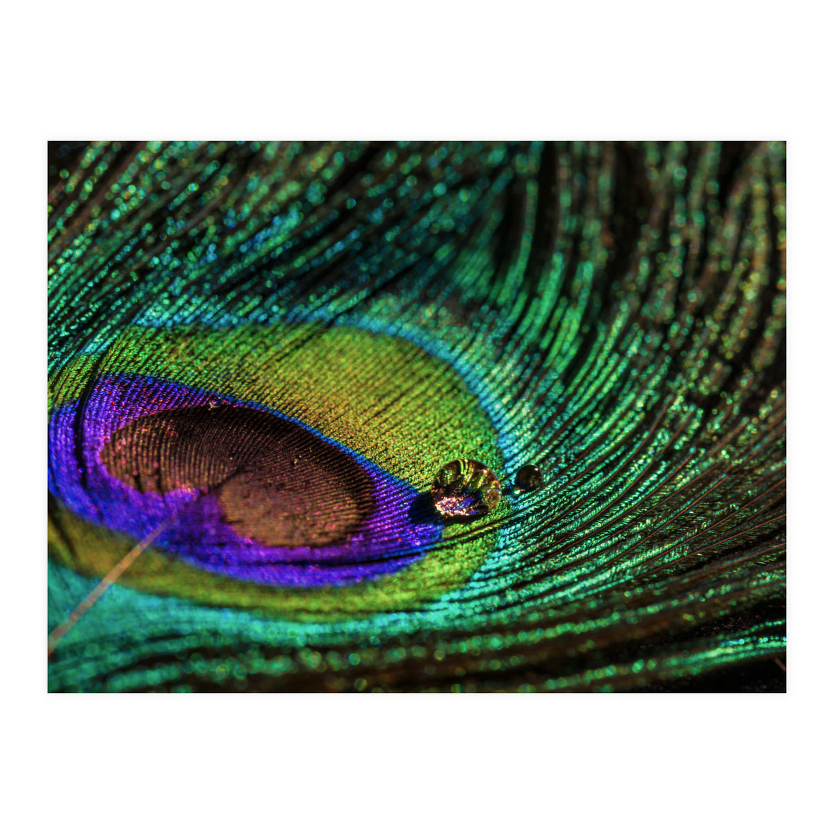 Peacock feather (Print Only)