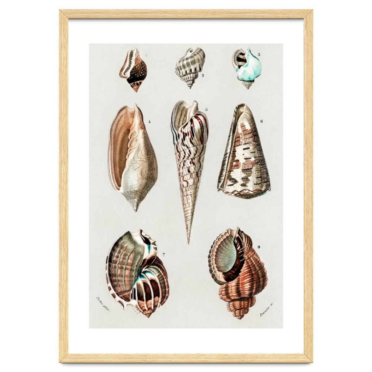 Different types of mollusks illustrated