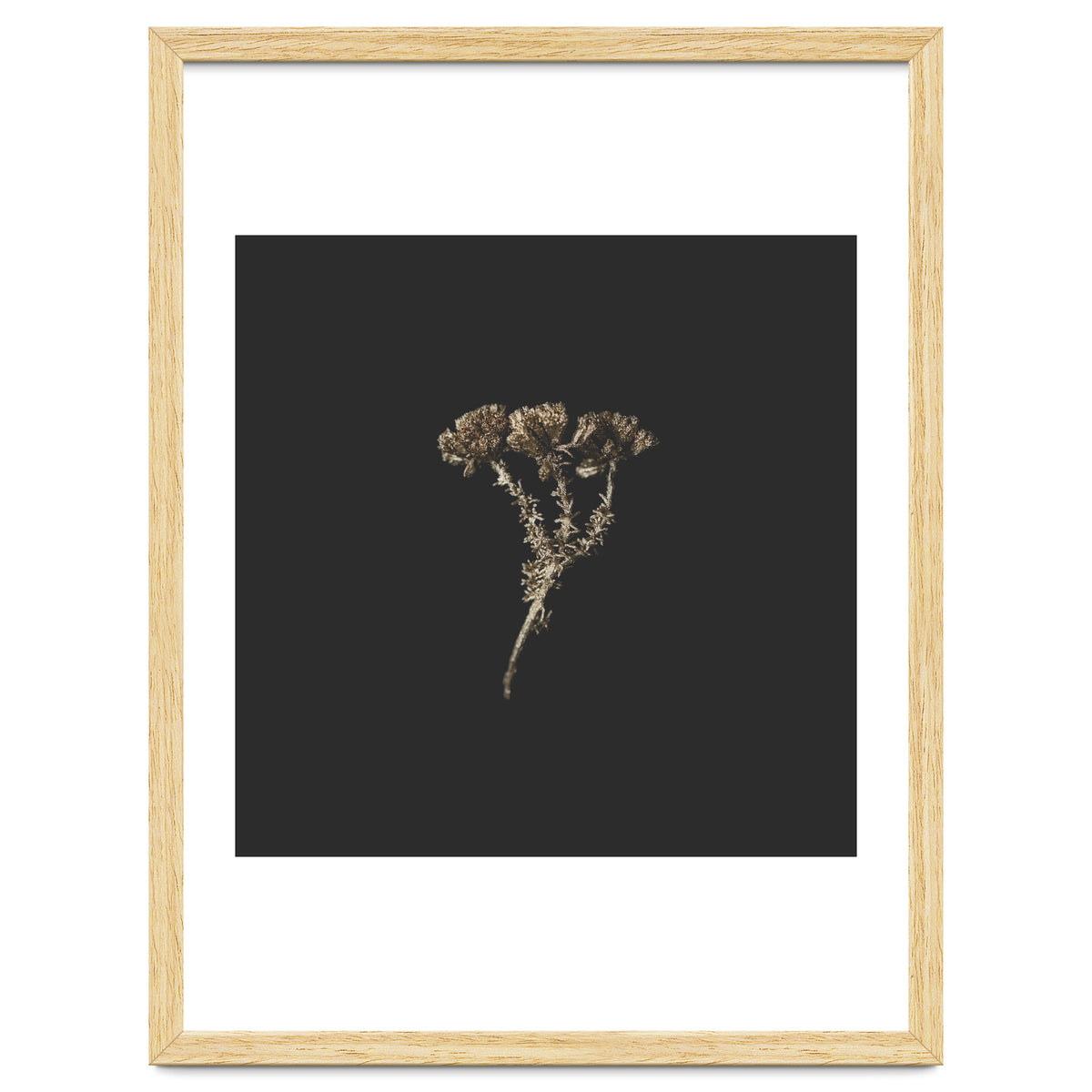 Gold Burst Botanicals - Square