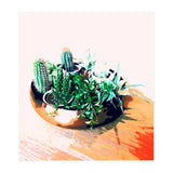 Cacti In A Copper Pot (Print Only) thumbnail