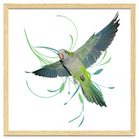 Flying quaker parrot