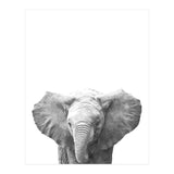 Black and White Baby Elephant  (Print Only) thumbnail