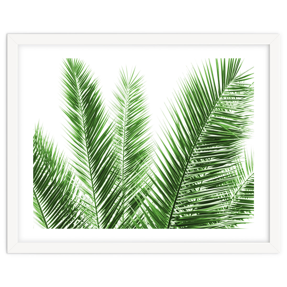 Palm Leaves