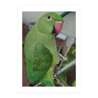 Lucky Indian Parakeet (Print Only)