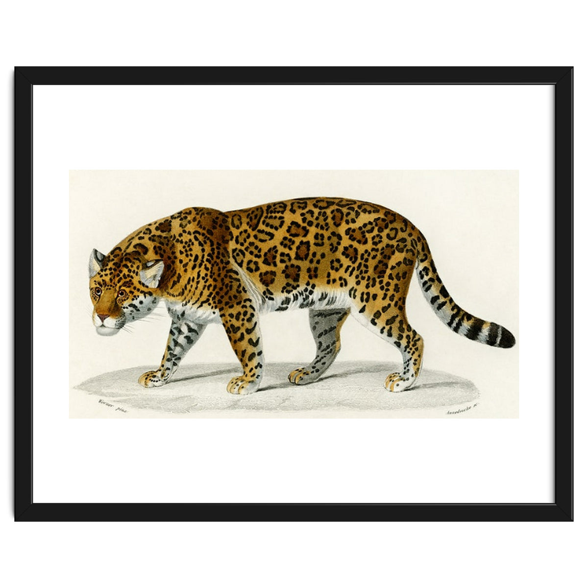 Jaguar (Panthera Onca) illustrated