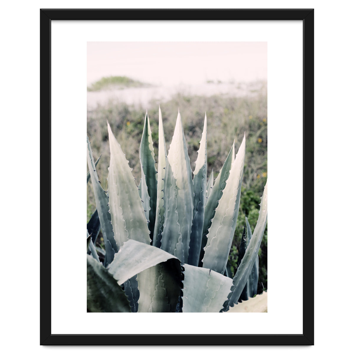 Pale Agave