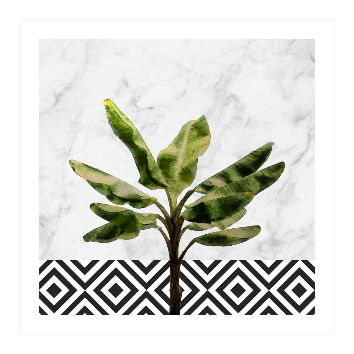 Banana Plant On White Marble And Checker Wall (Print Only)