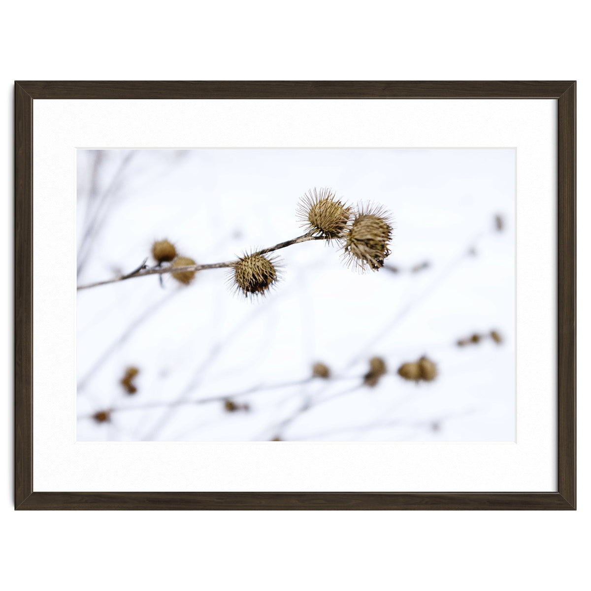 Winter Thistles