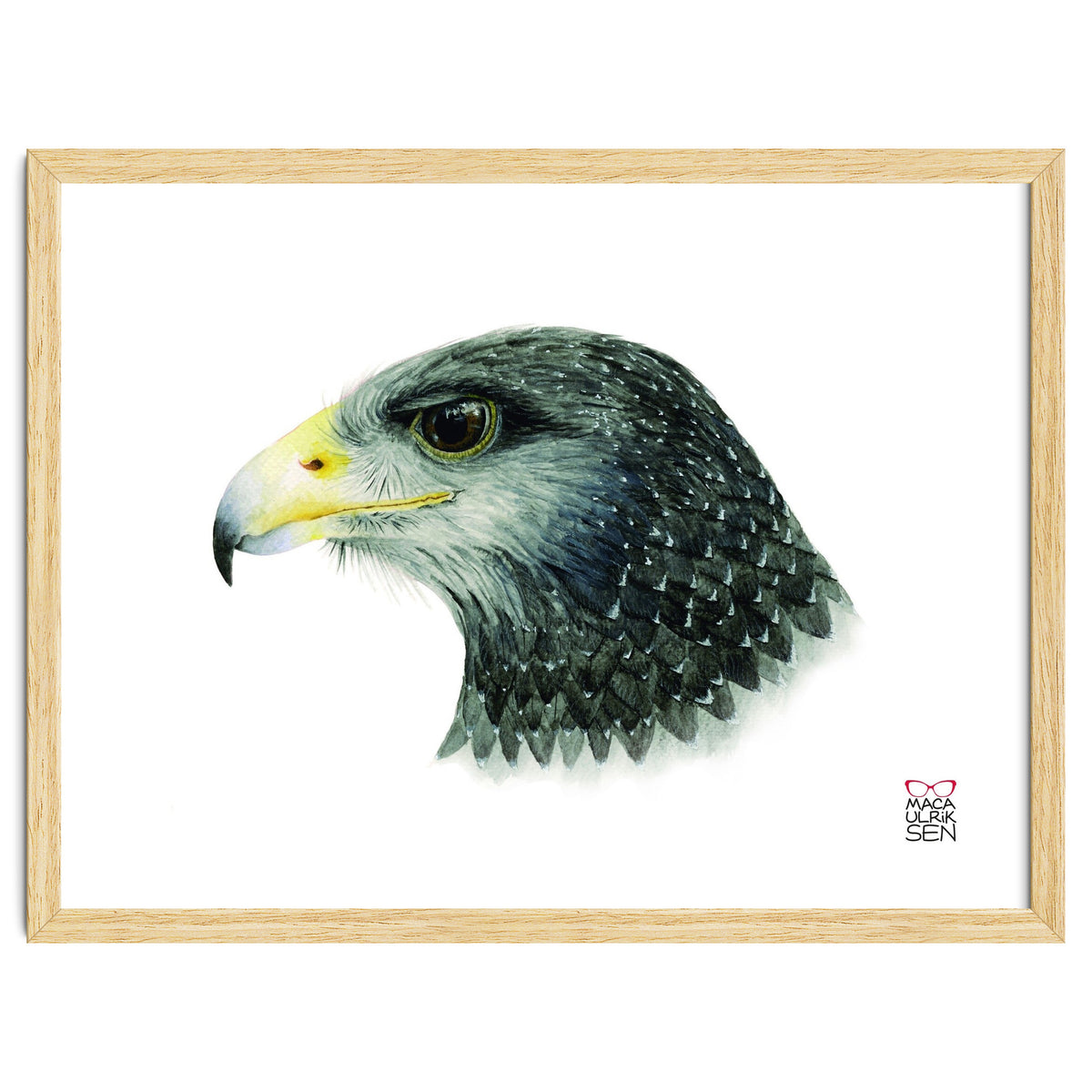 Black-chested buzzard-eagle