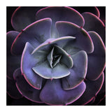 DARKSIDE OF SUCCULENTS VII (Print Only) thumbnail