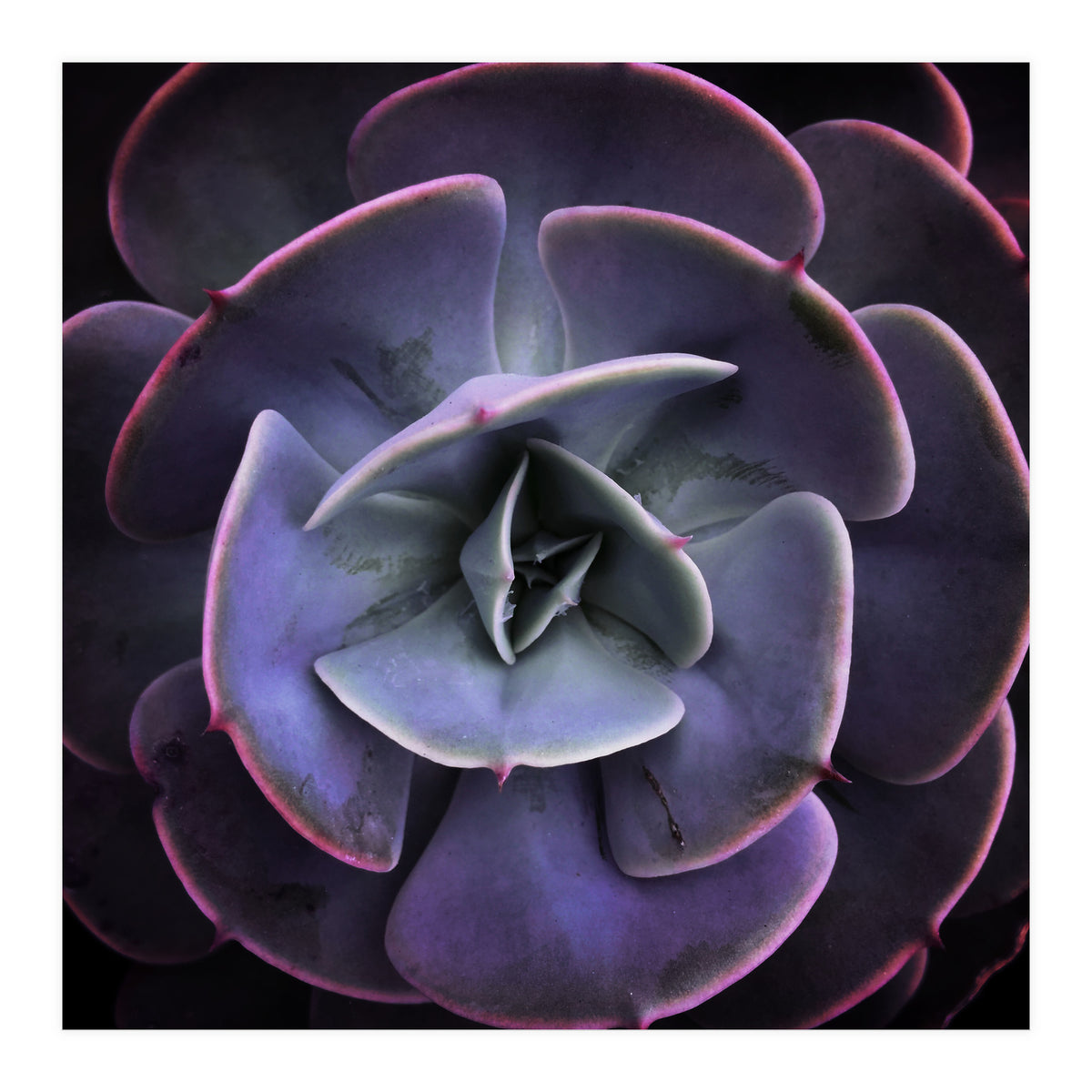 DARKSIDE OF SUCCULENTS VII (Print Only)