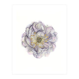 A Peony In Grey Std (Print Only) thumbnail