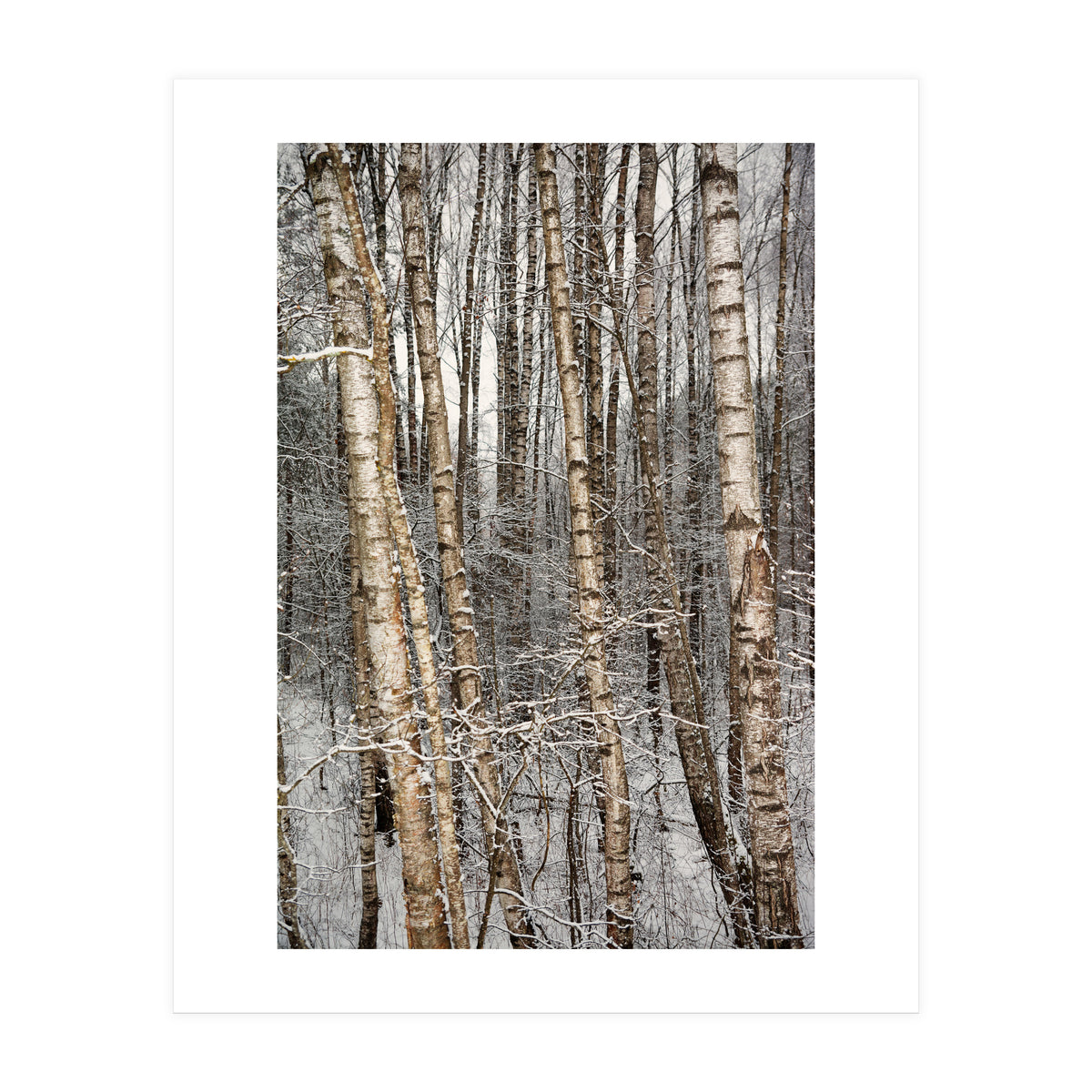 Birches (Print Only)