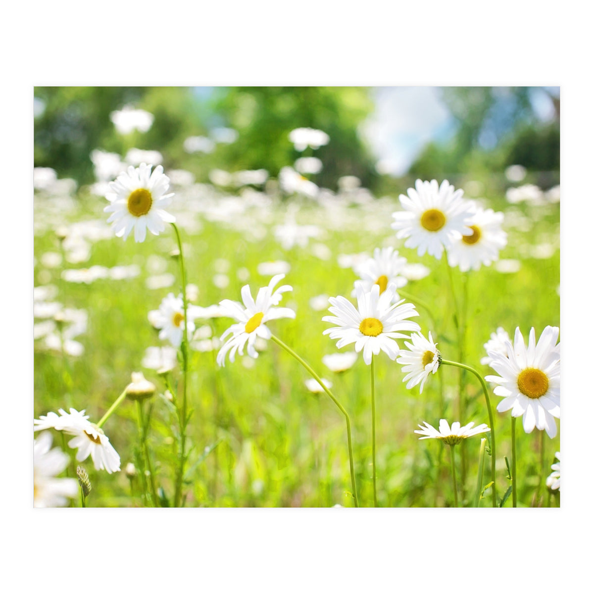 Flowers (Print Only)