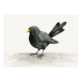 Blackbird ink drawing (Print Only) thumbnail