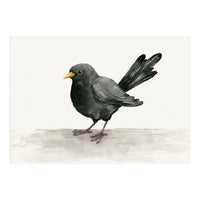 Blackbird ink drawing (Print Only)
