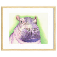 Purple Hippo