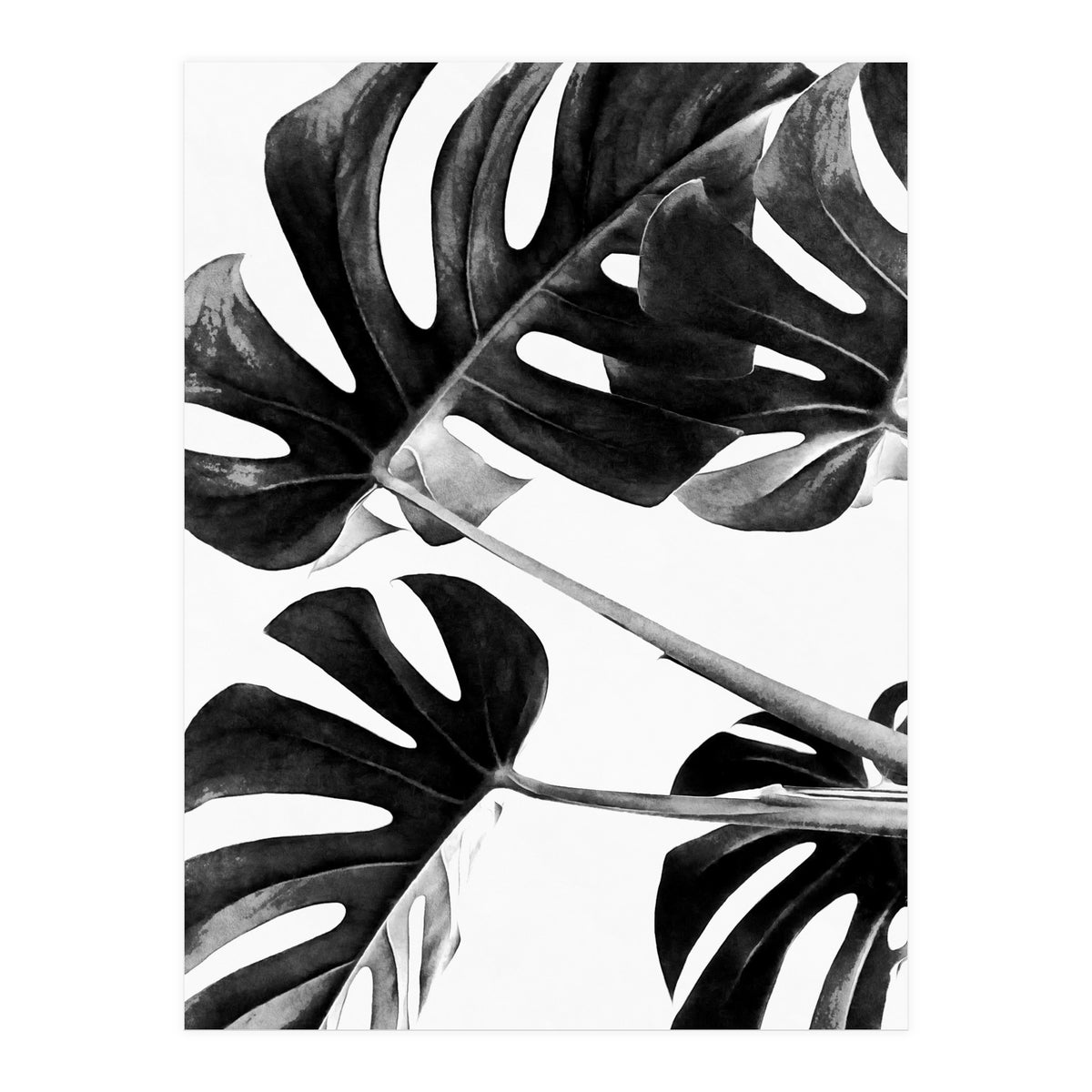Monstera Black And White 05 (Print Only)