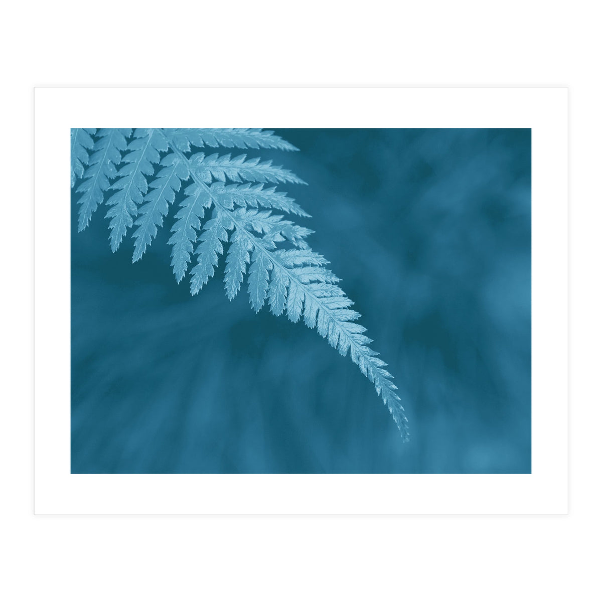 Pteridopsida 1 (Print Only)