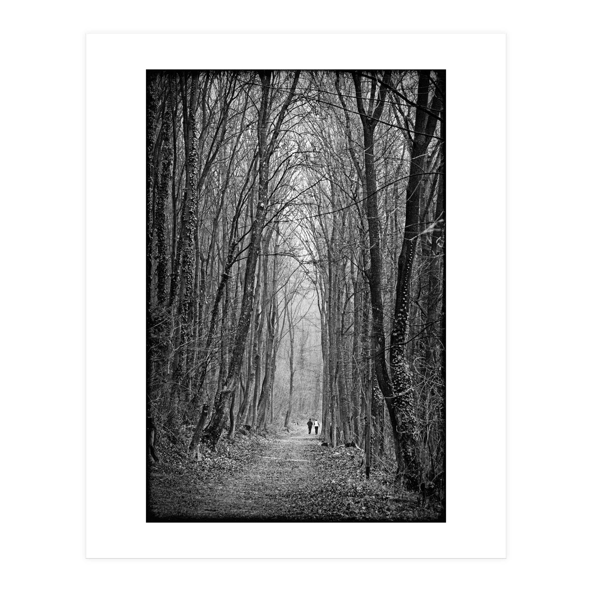 Forest path (Print Only)