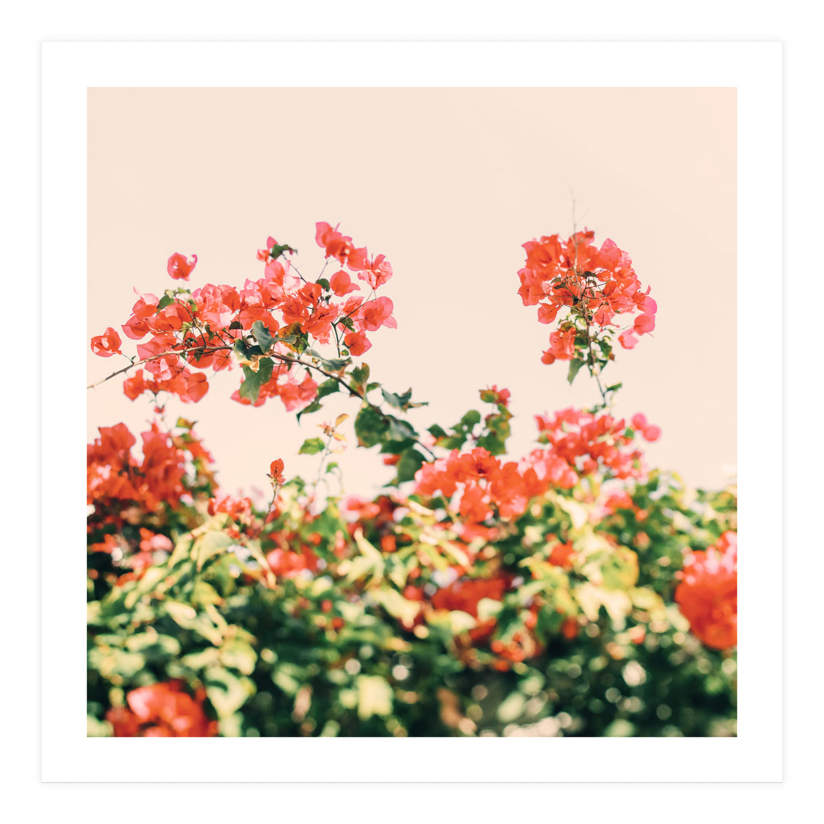 Bouganvillea Dream  (Print Only)