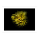 Backyard Flowers No 41 Color Version (Print Only) thumbnail