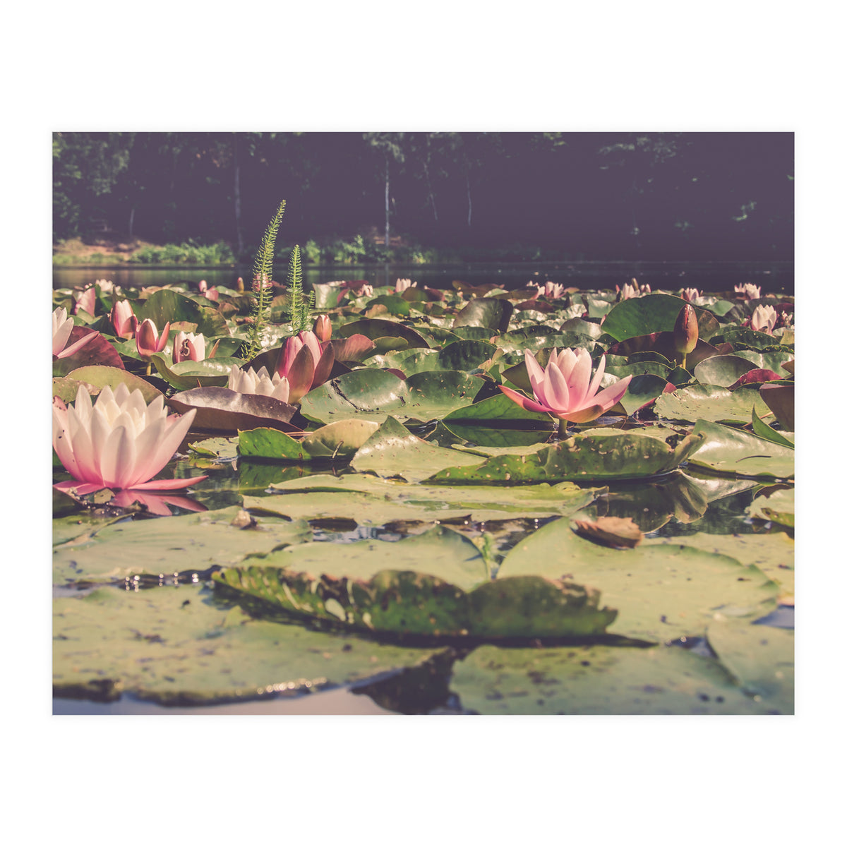Waterlilies (Print Only)