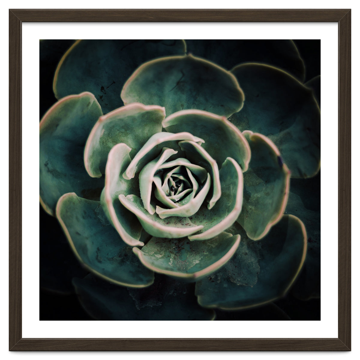 DARKSIDE OF SUCCULENTS IV-A