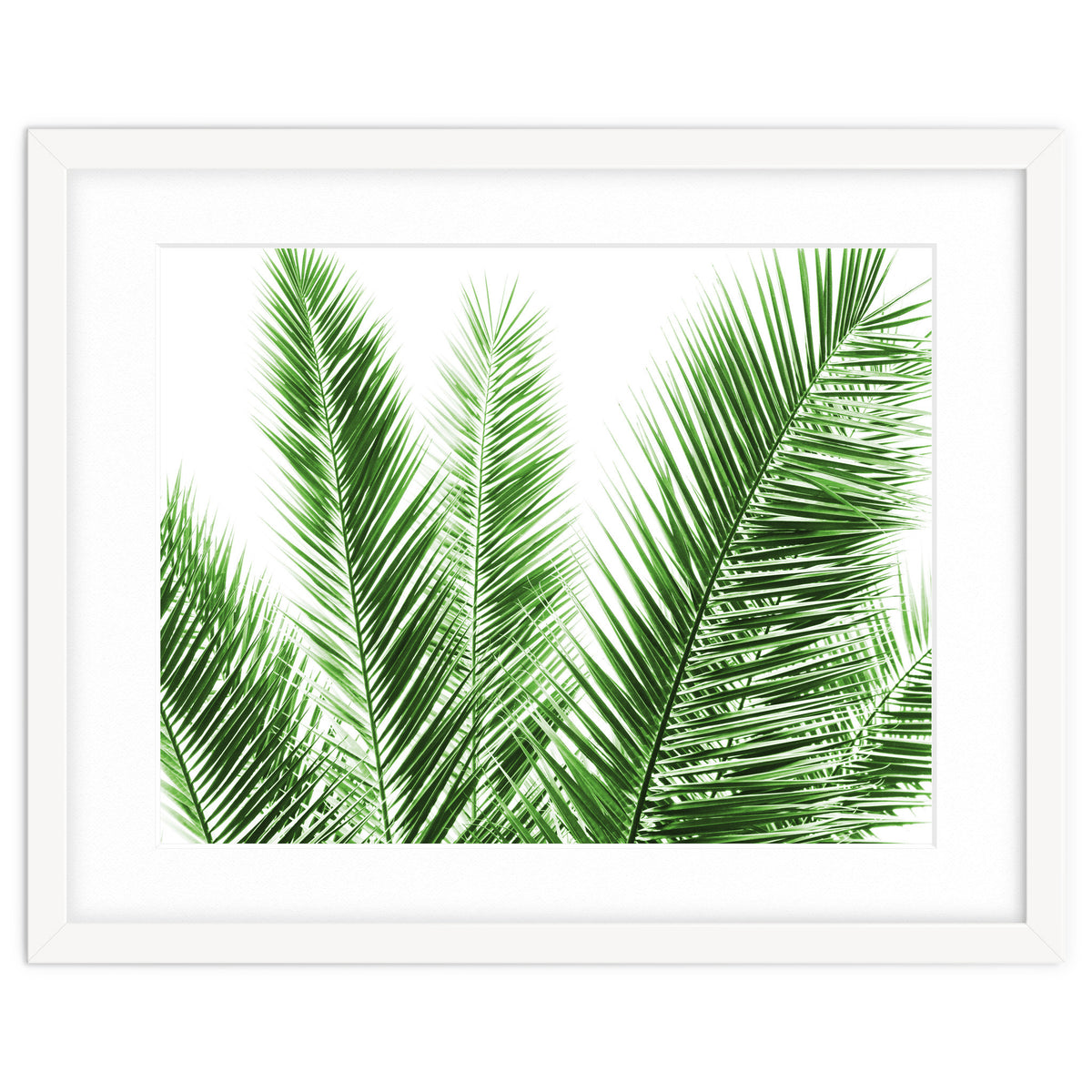 Palm Leaves
